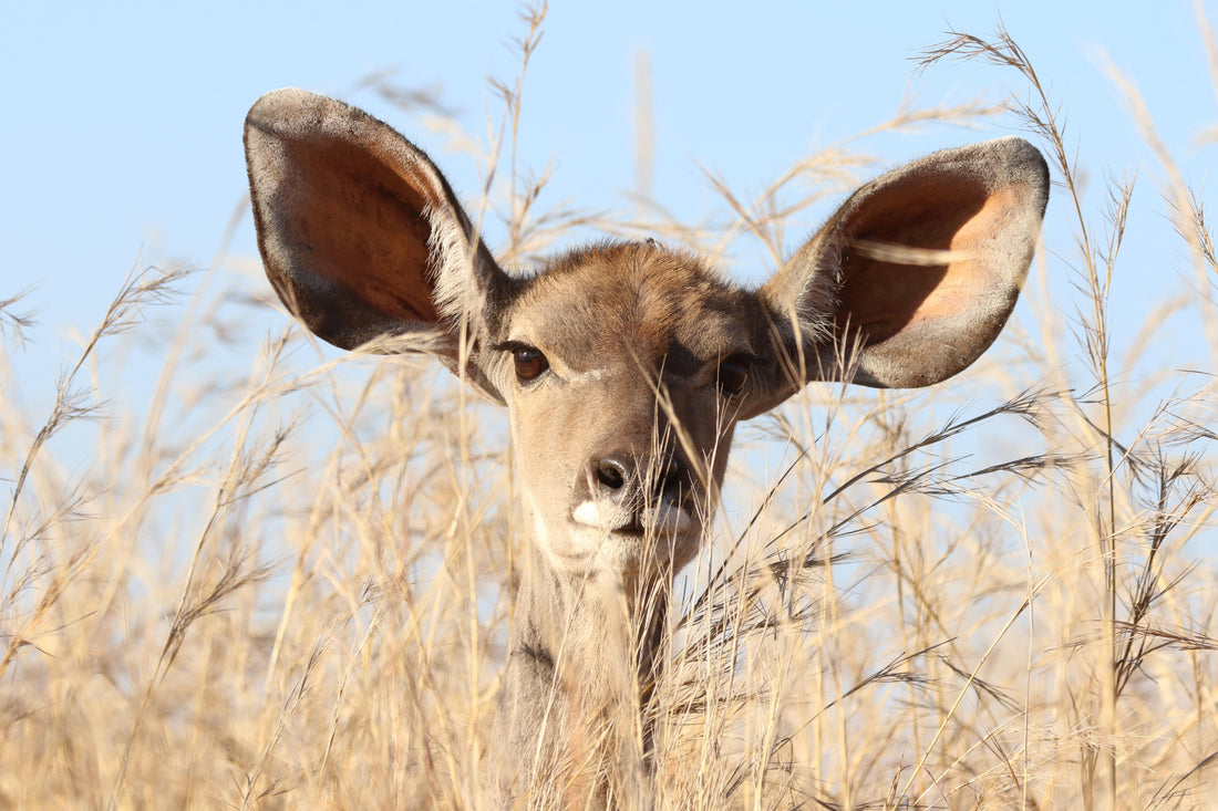 How to Safely Clean Your Ears?