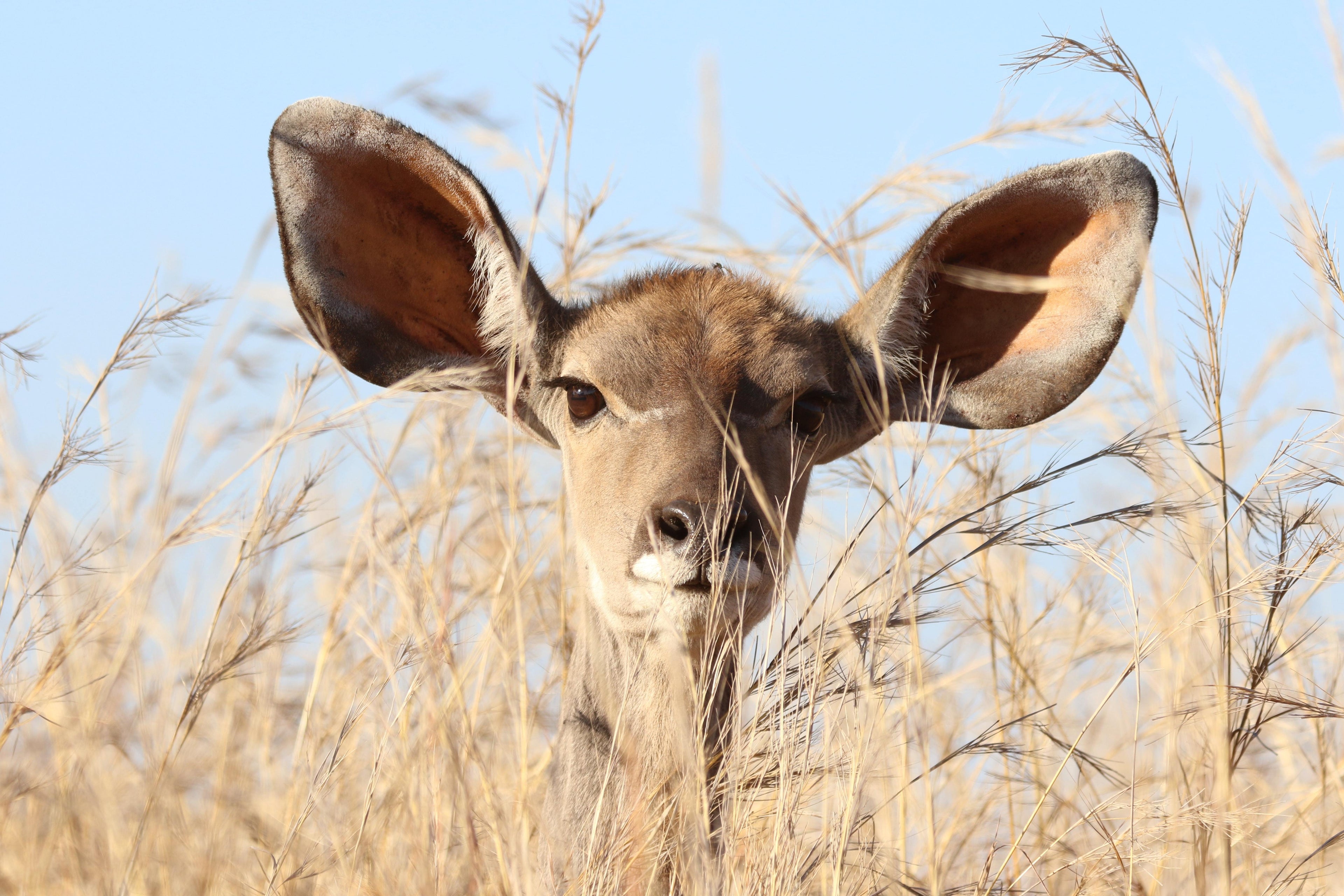 How to Safely Clean Your Ears?